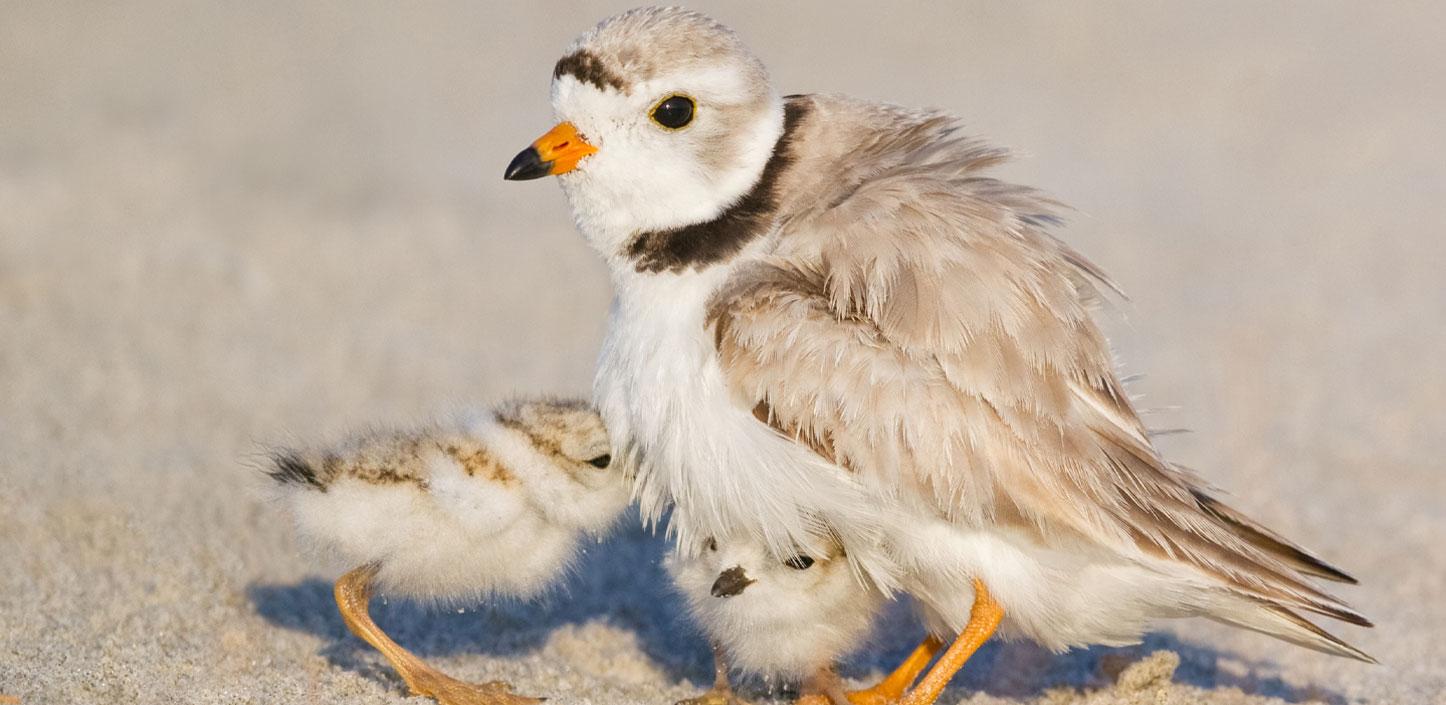 Piping plover and chicks