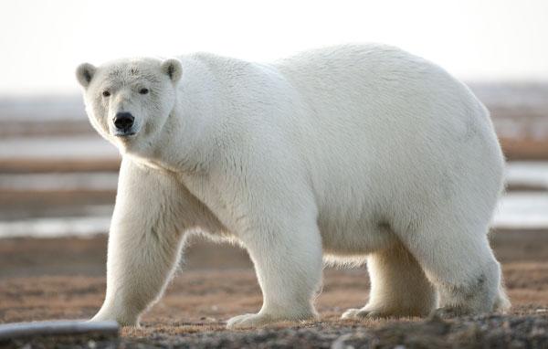 Polar bear