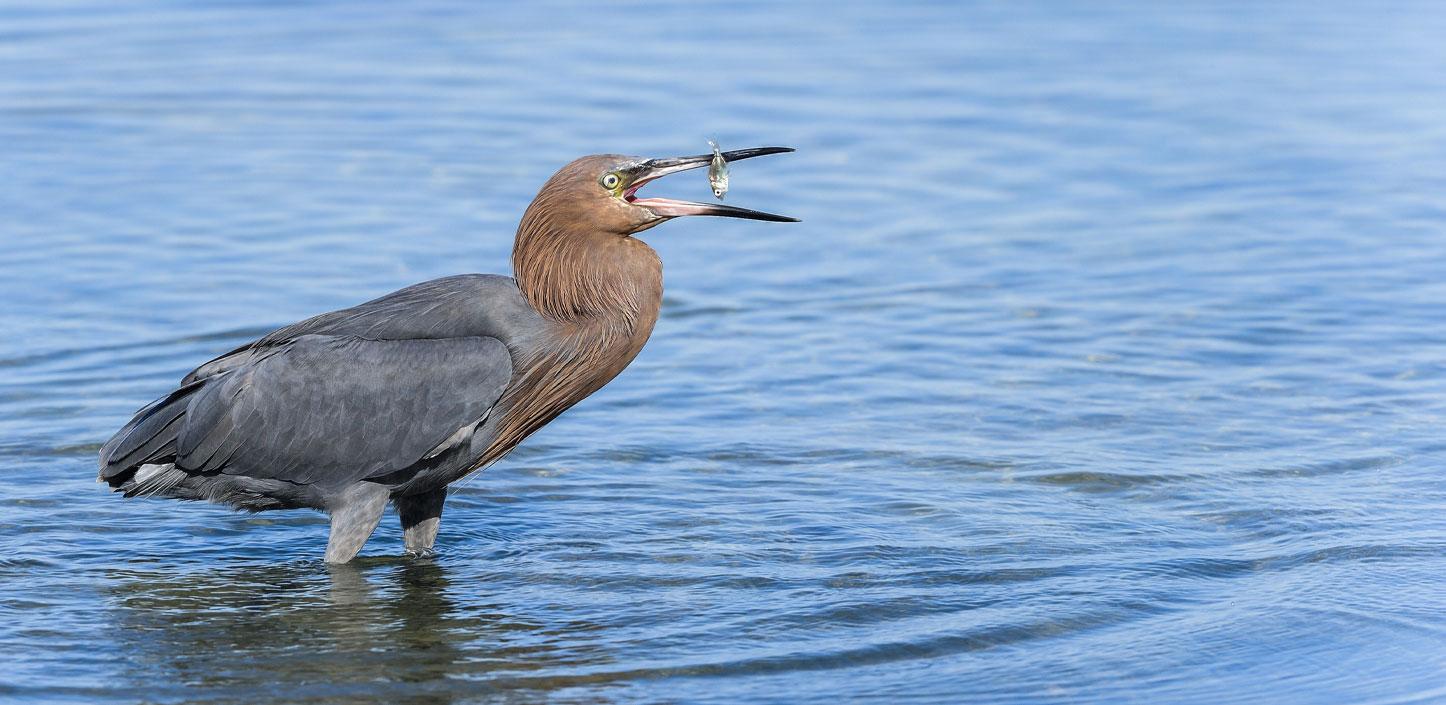 Reddish egret