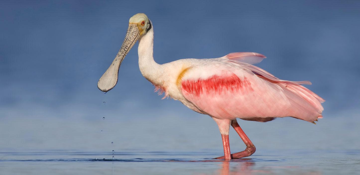 Roseate spoonbill standing in the water