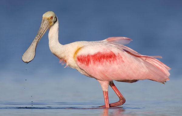 Roseate spoonbill