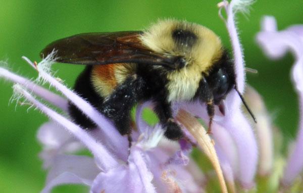 Rusty-patched bumble bee