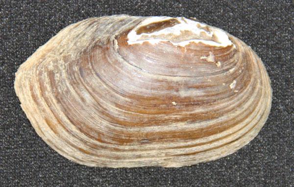 Coosa creekshell