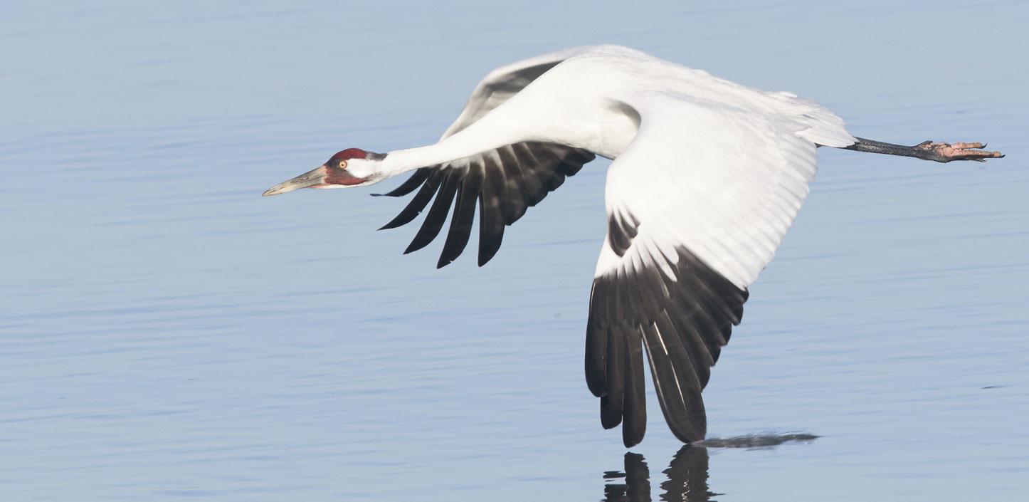 Whooping crane