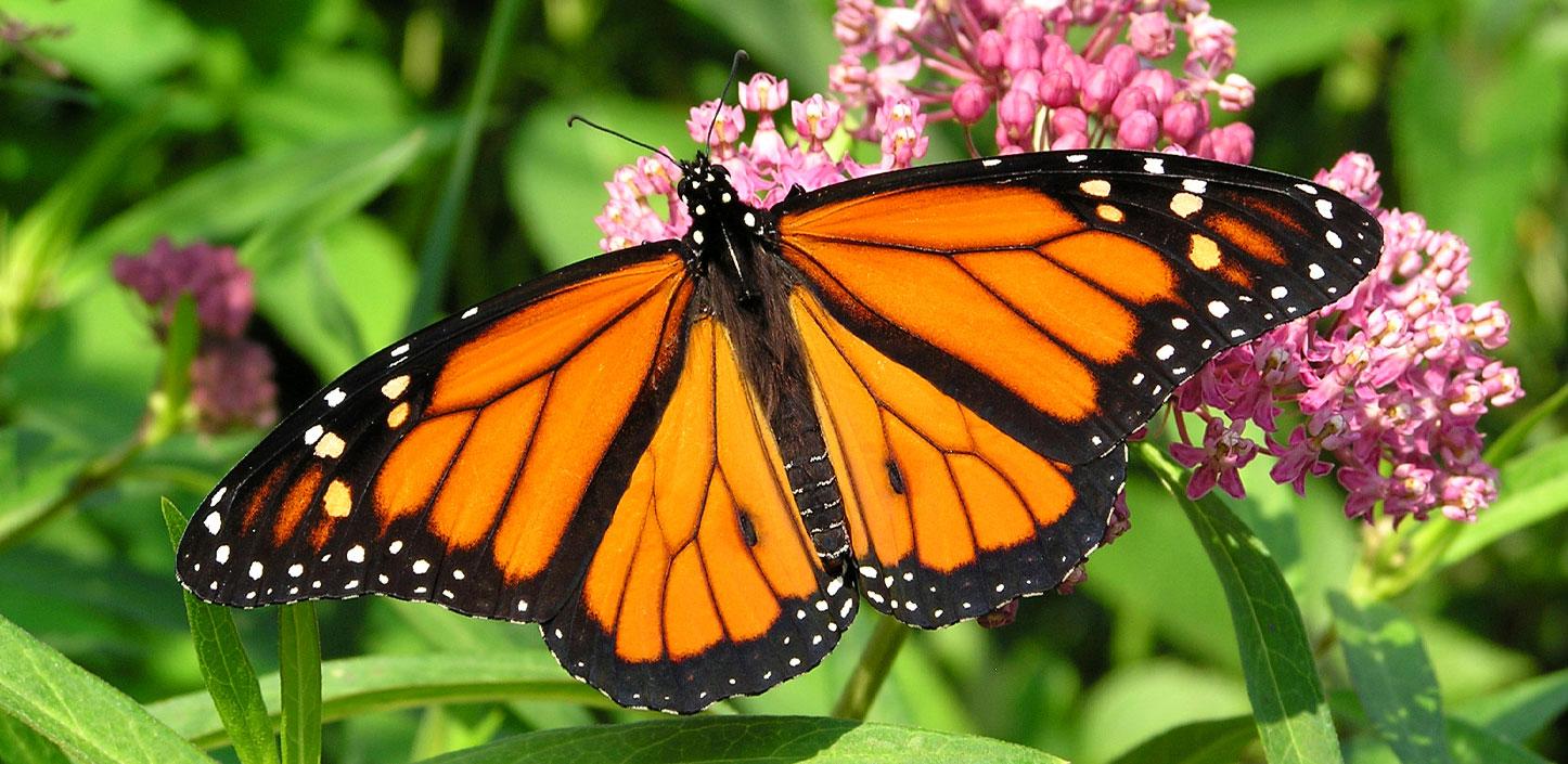 Monarch butterfly