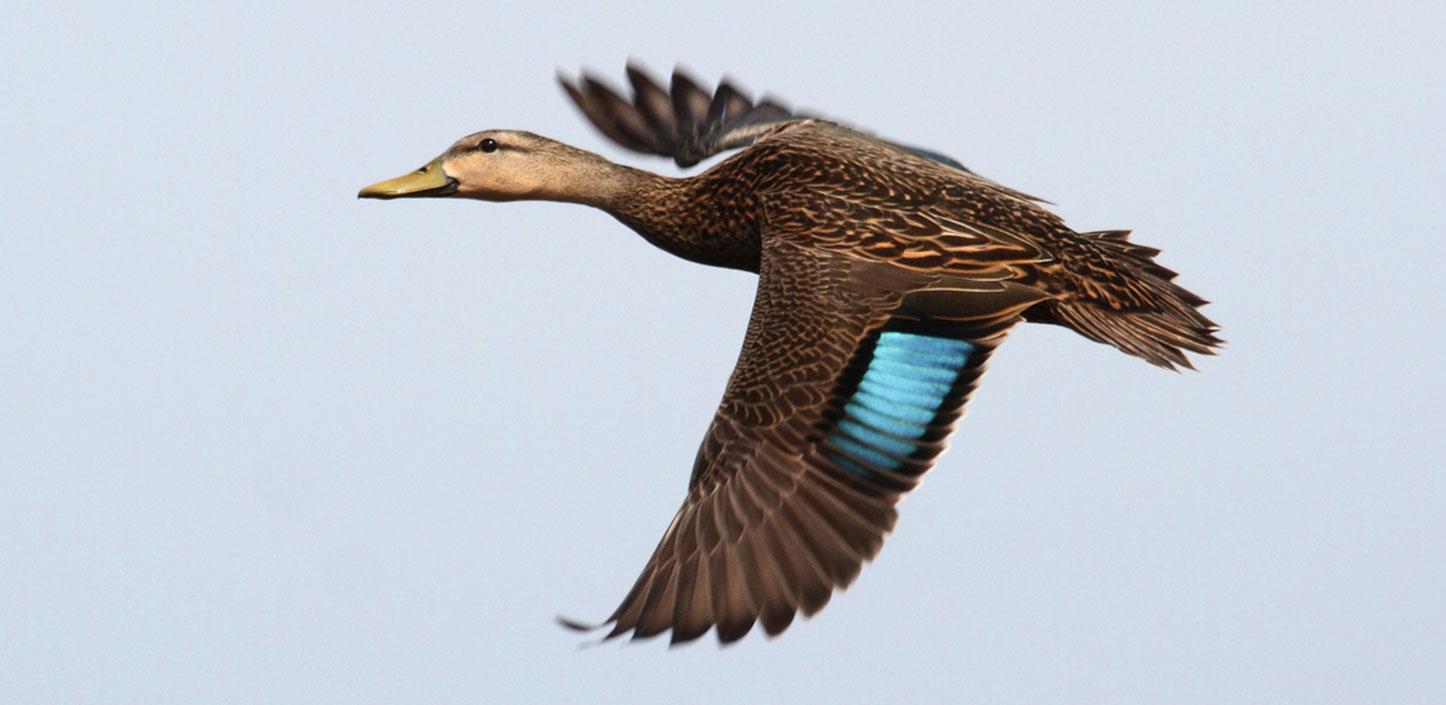 Mottled duck