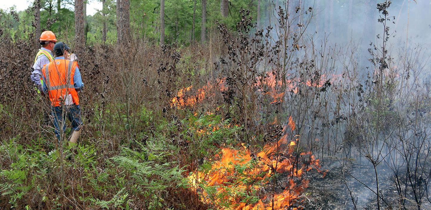 controlled burn in a longleaf pine forest