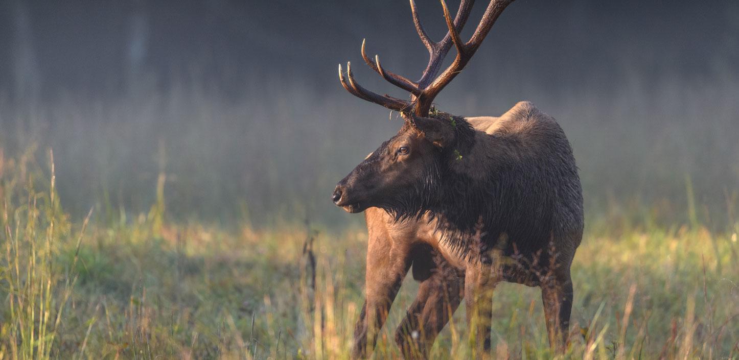 Bull elk