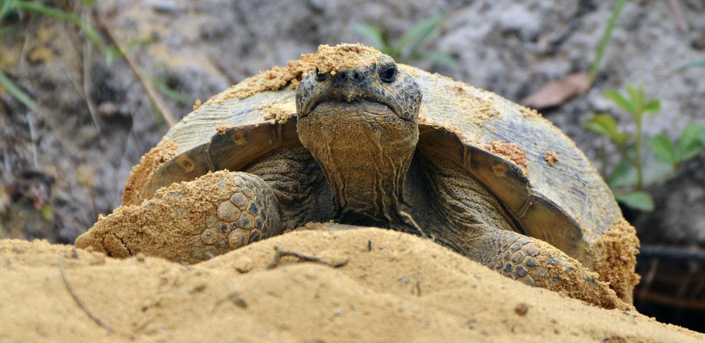 Gopher tortoise