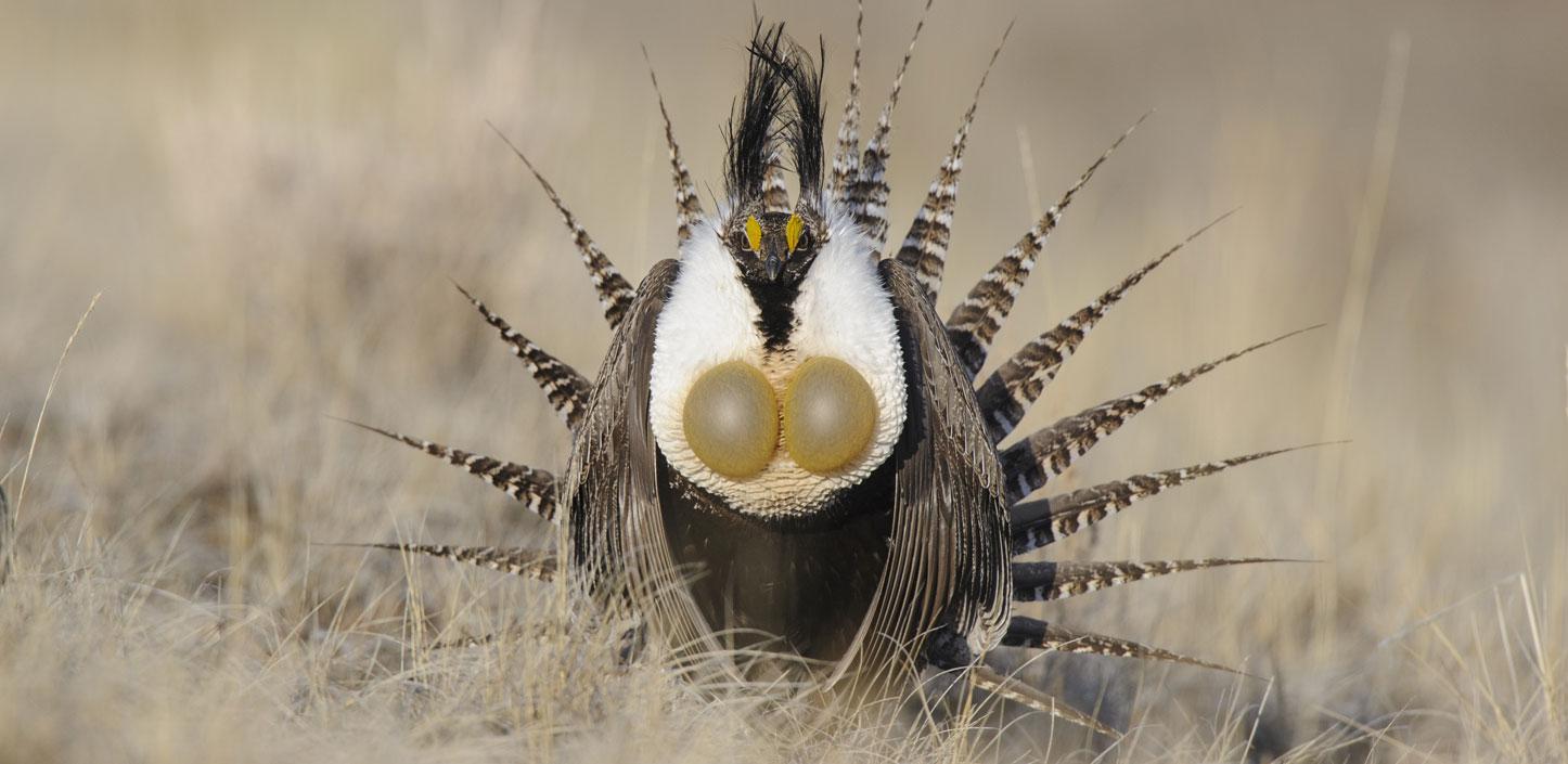 Gunnison sage-grouse