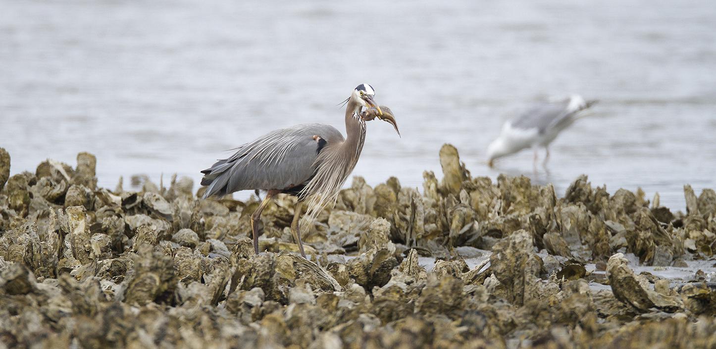 oyster bed and great blue heron
