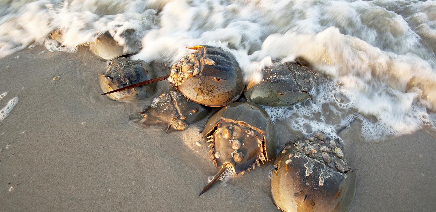 horseshoe crabs 