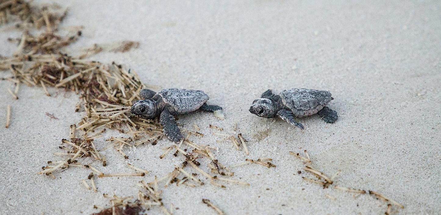 loggerhead sea turtle hatchlings in Florida