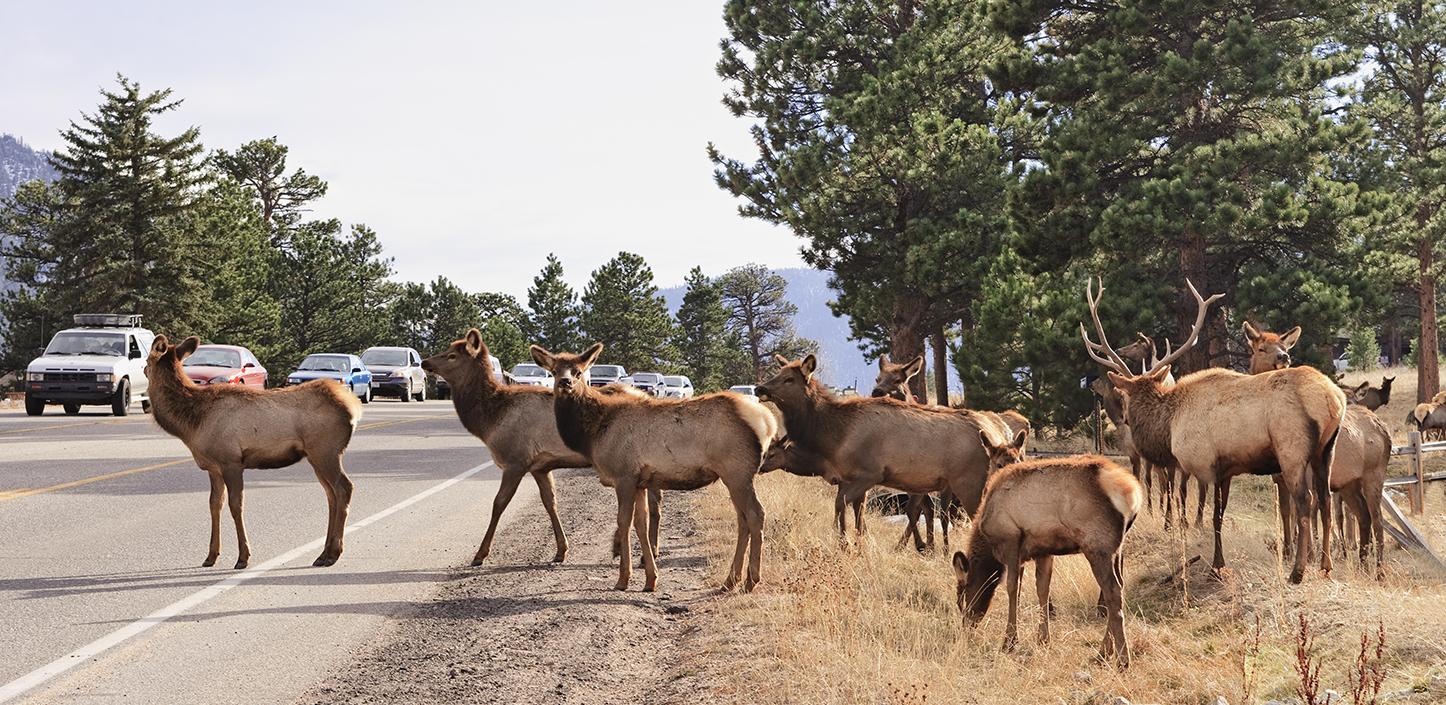 elk crossing road