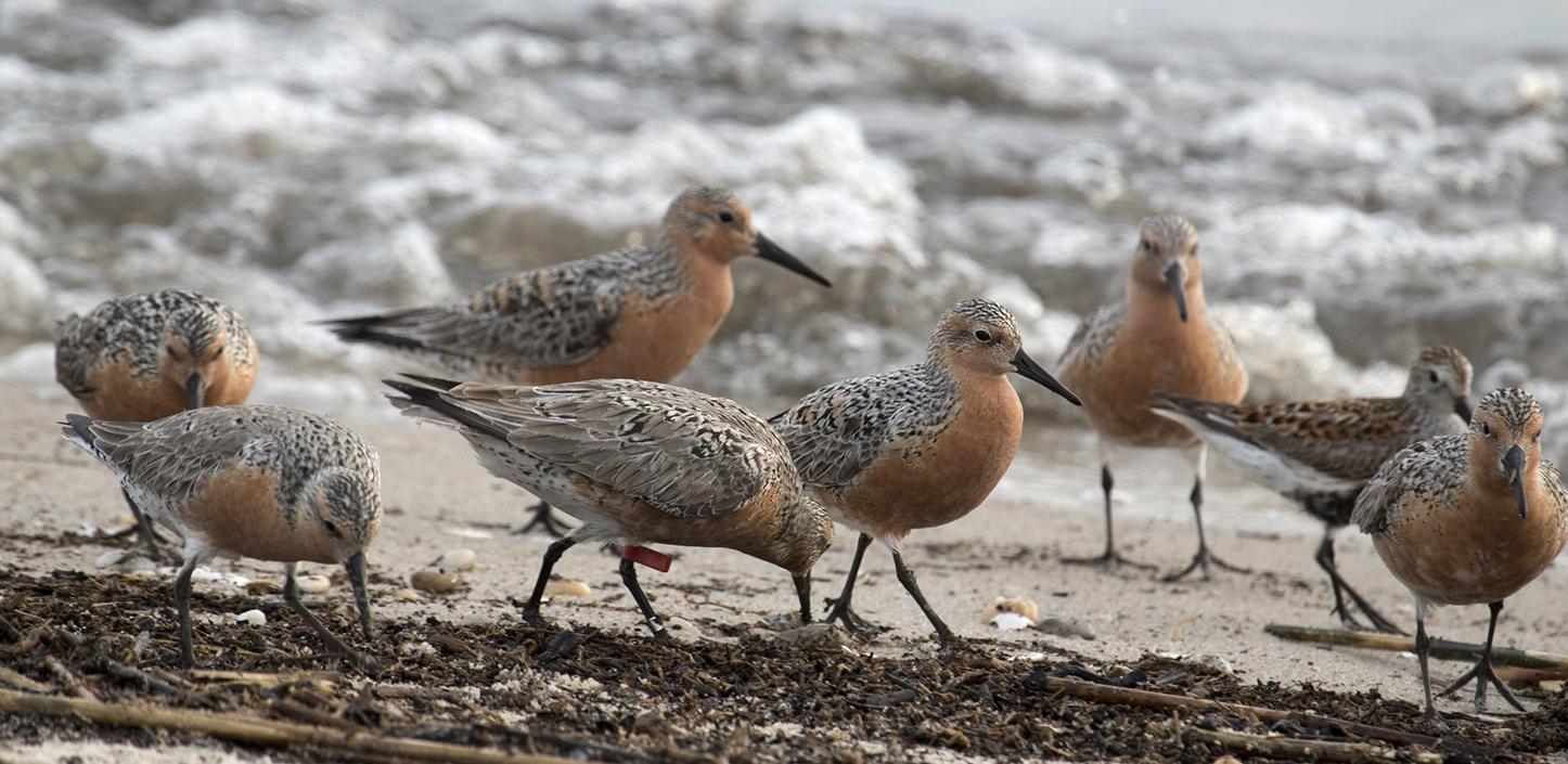 red knot