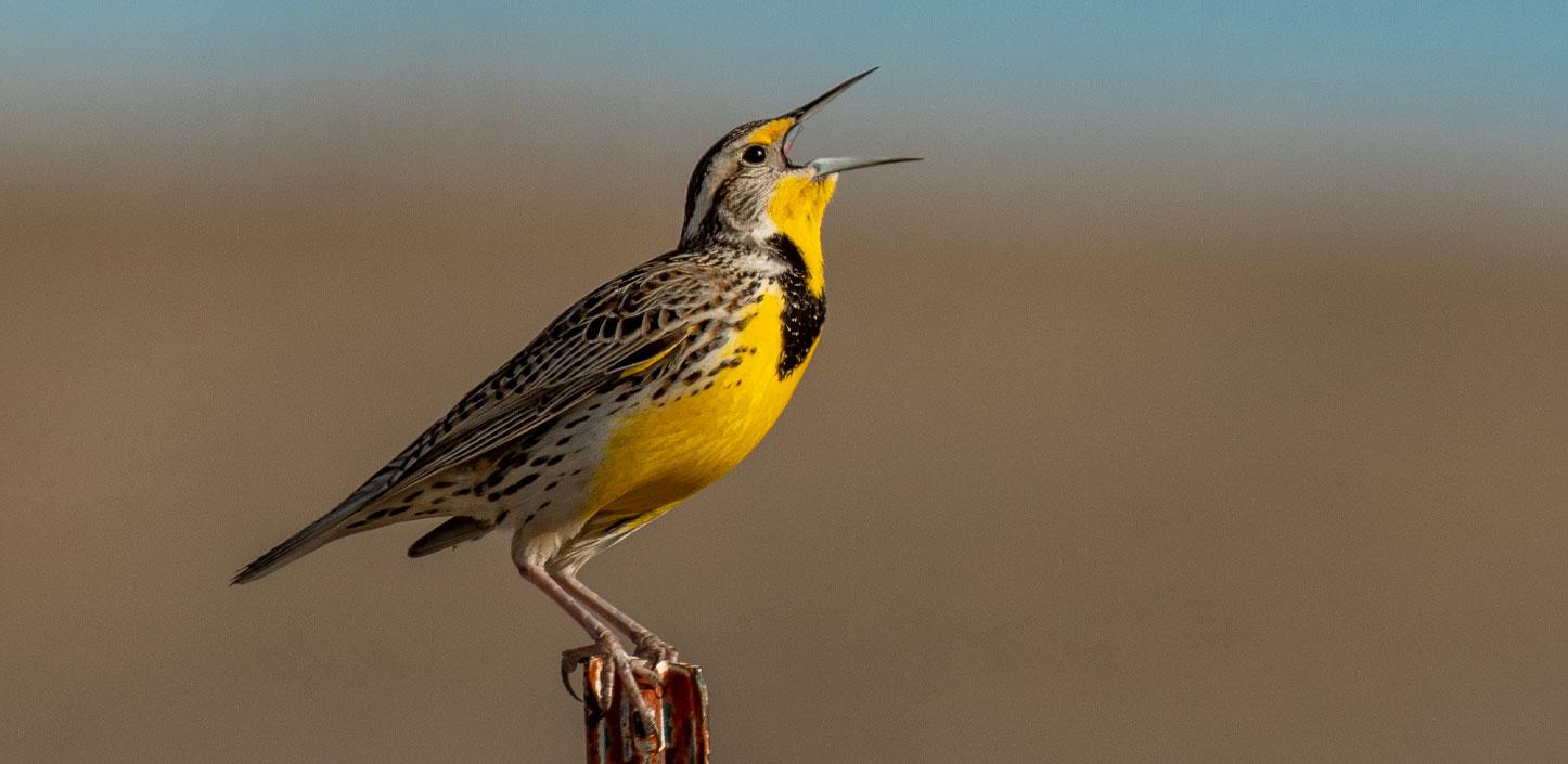 Western meadowlark singing on a spring morning