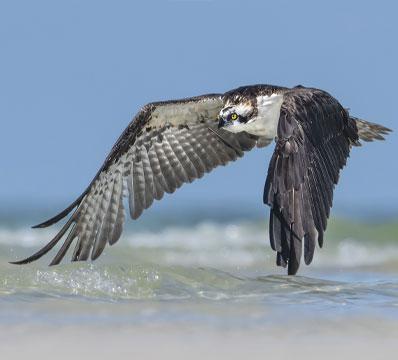 An osprey hunts along a beach in Florida.