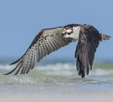 An osprey hunts along  a beach in Florida.