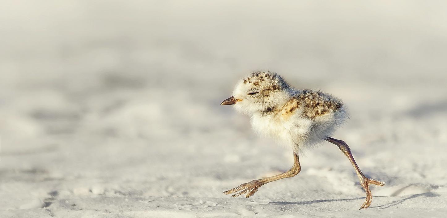 Snowy plover