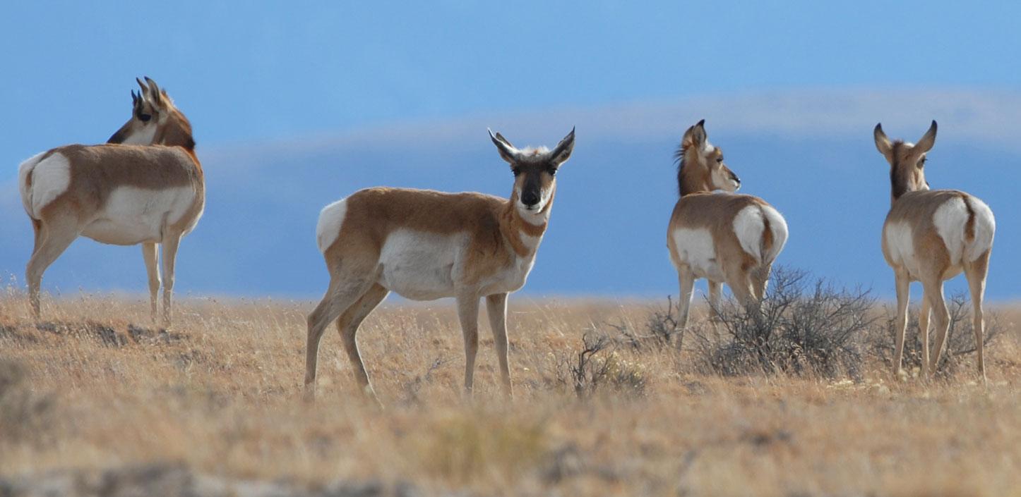 Pronghorn