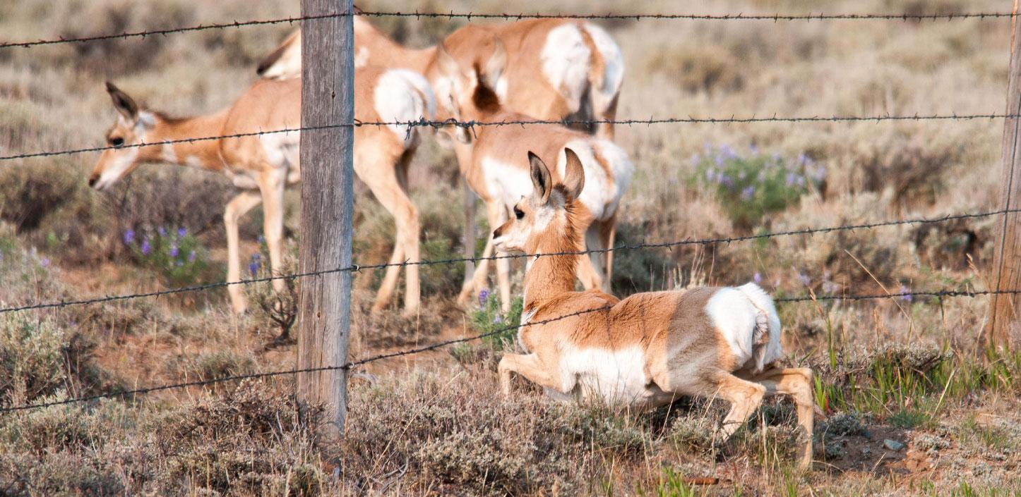 Pronghorn