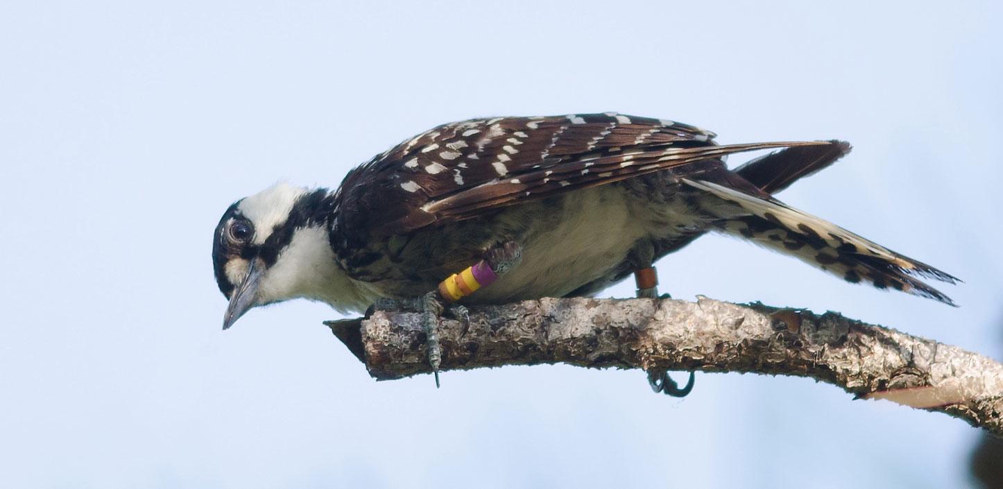 Red-cockaded woodpecker