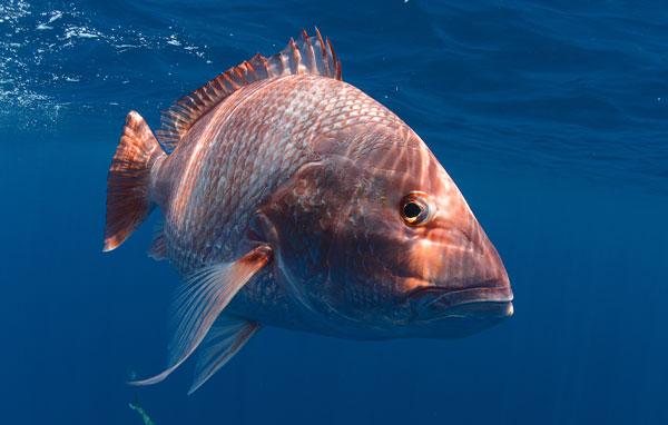 Red snapper