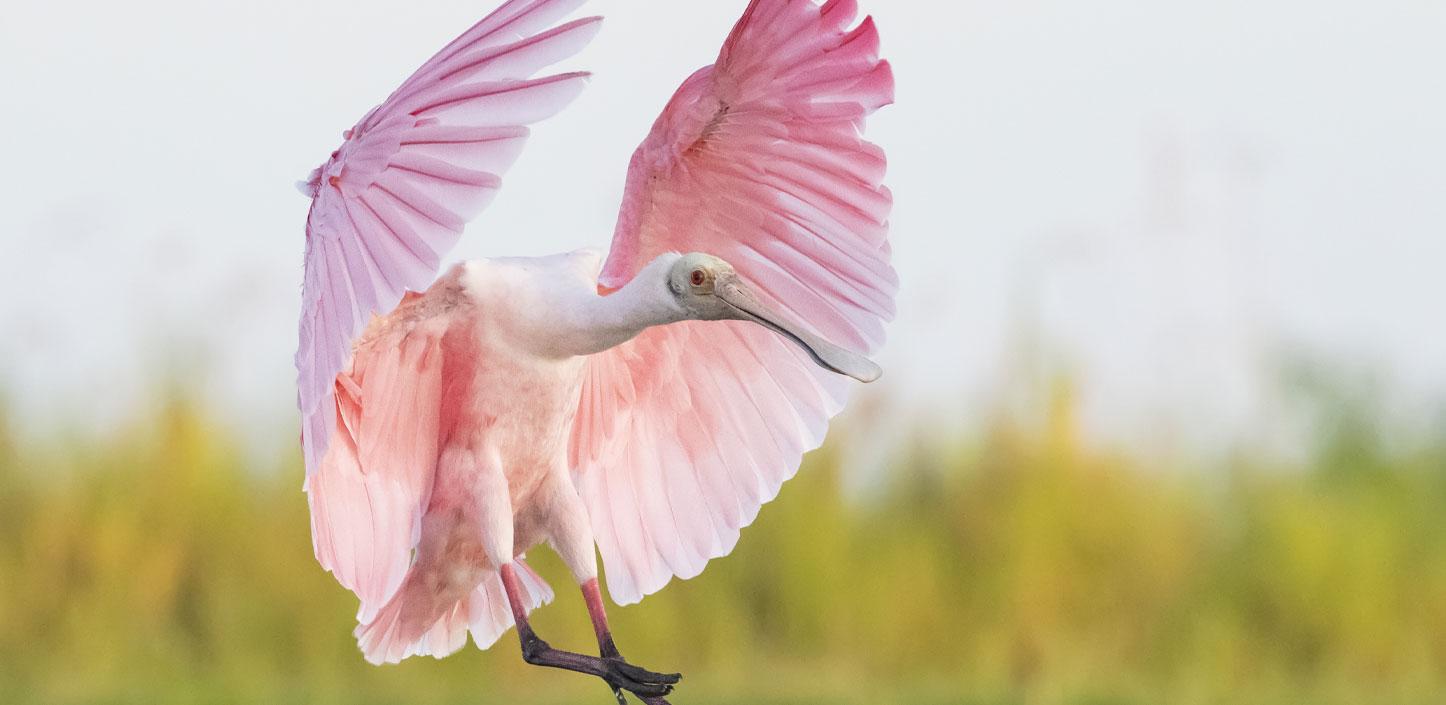 Roseate spoonbill