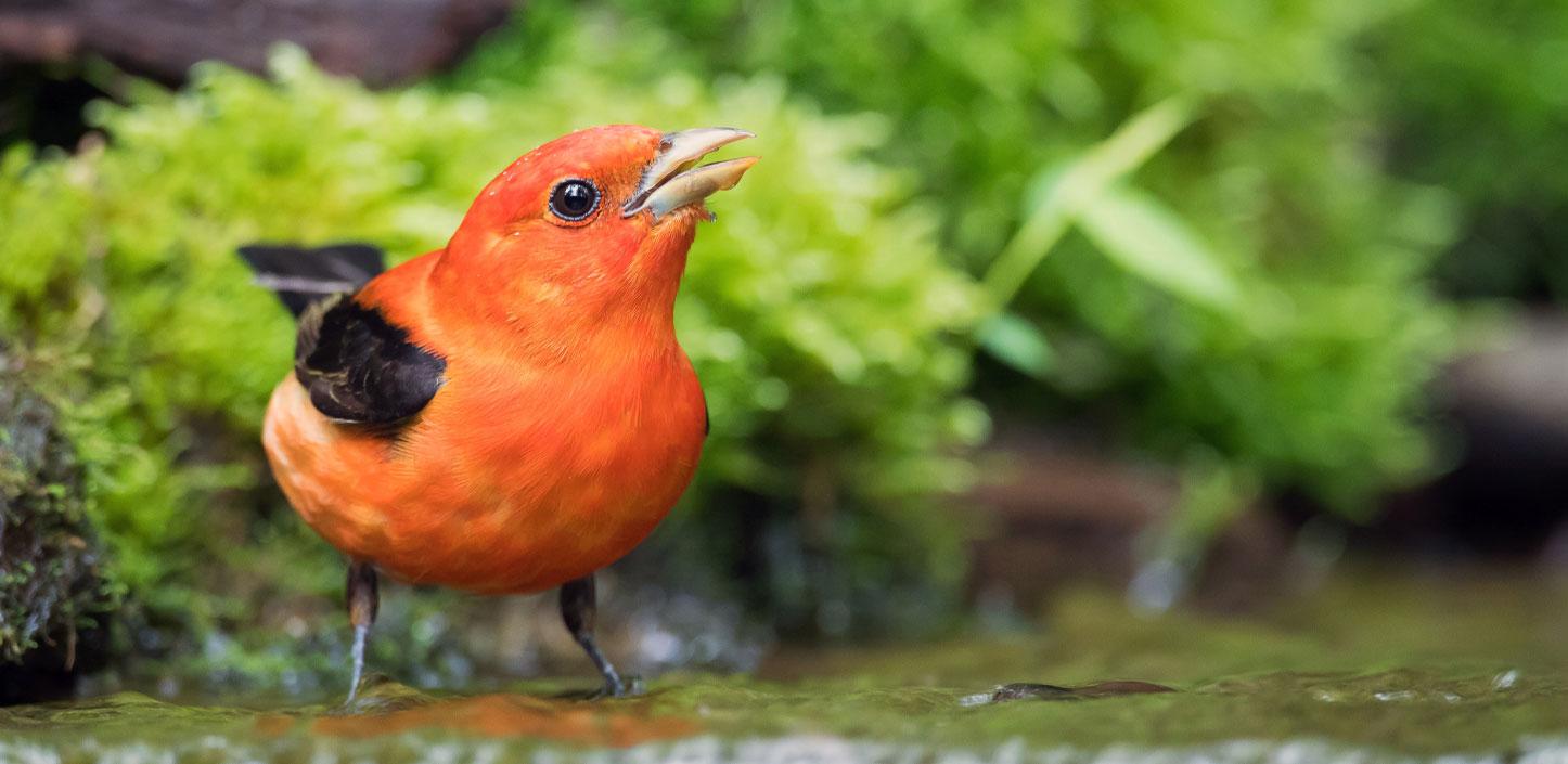 Scarlet tanager