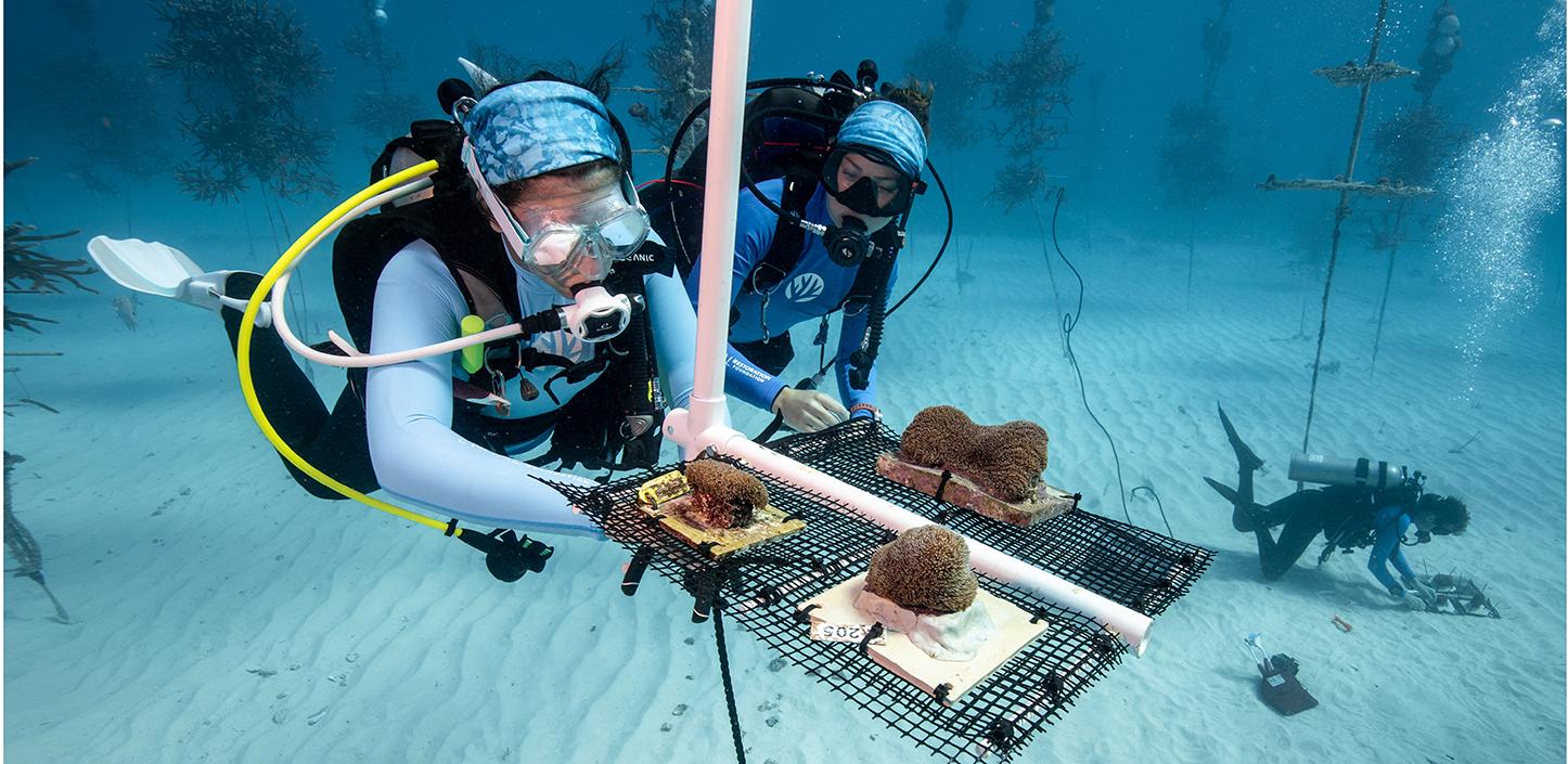 Divers installing coral fragments in a nursery
