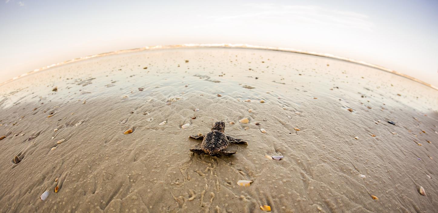 Sea turtle hatchling