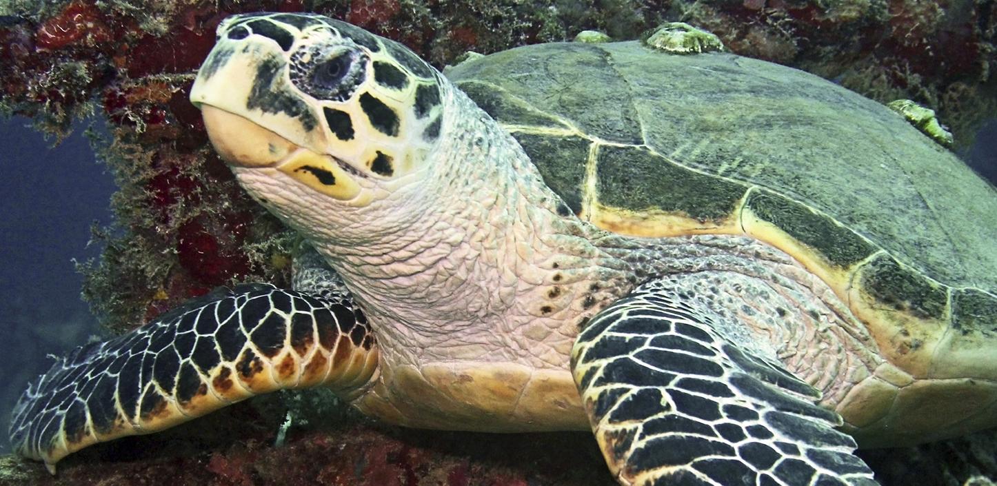 Sea turtle