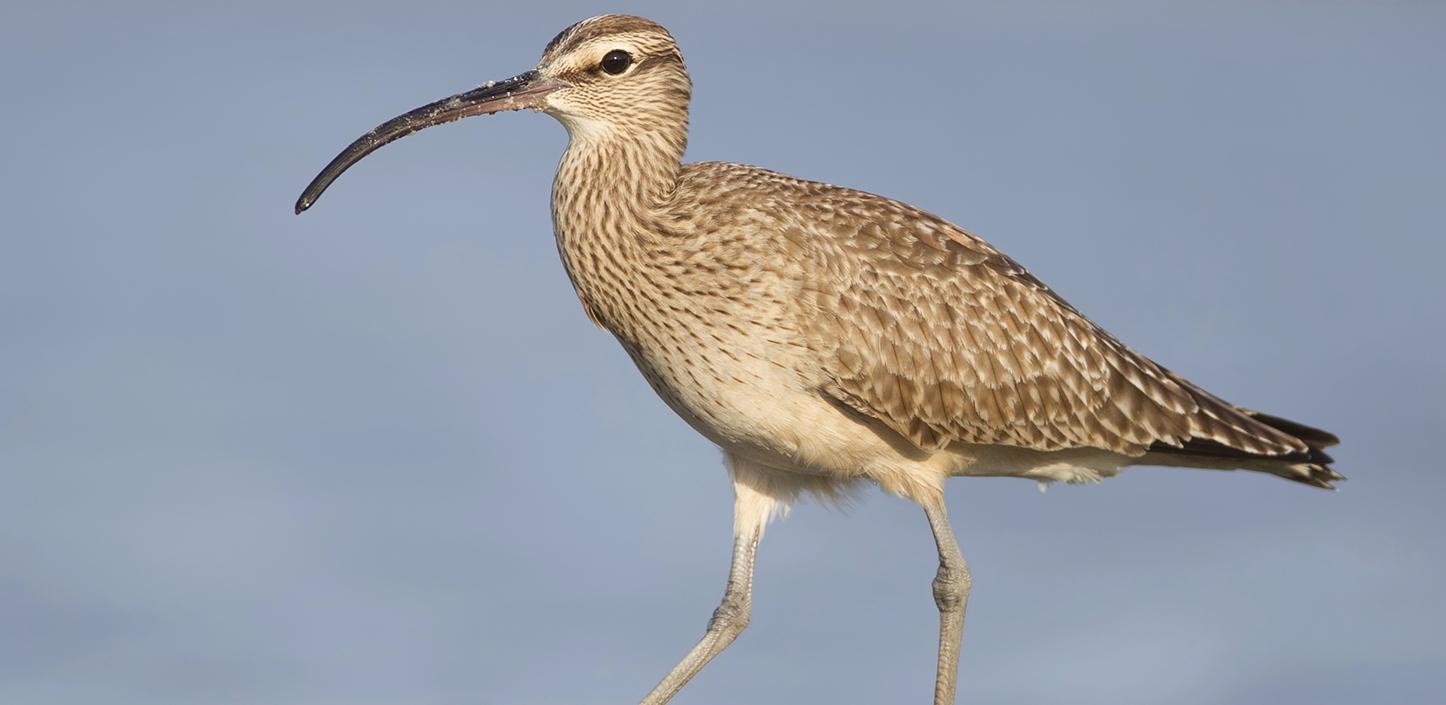 whimbrel