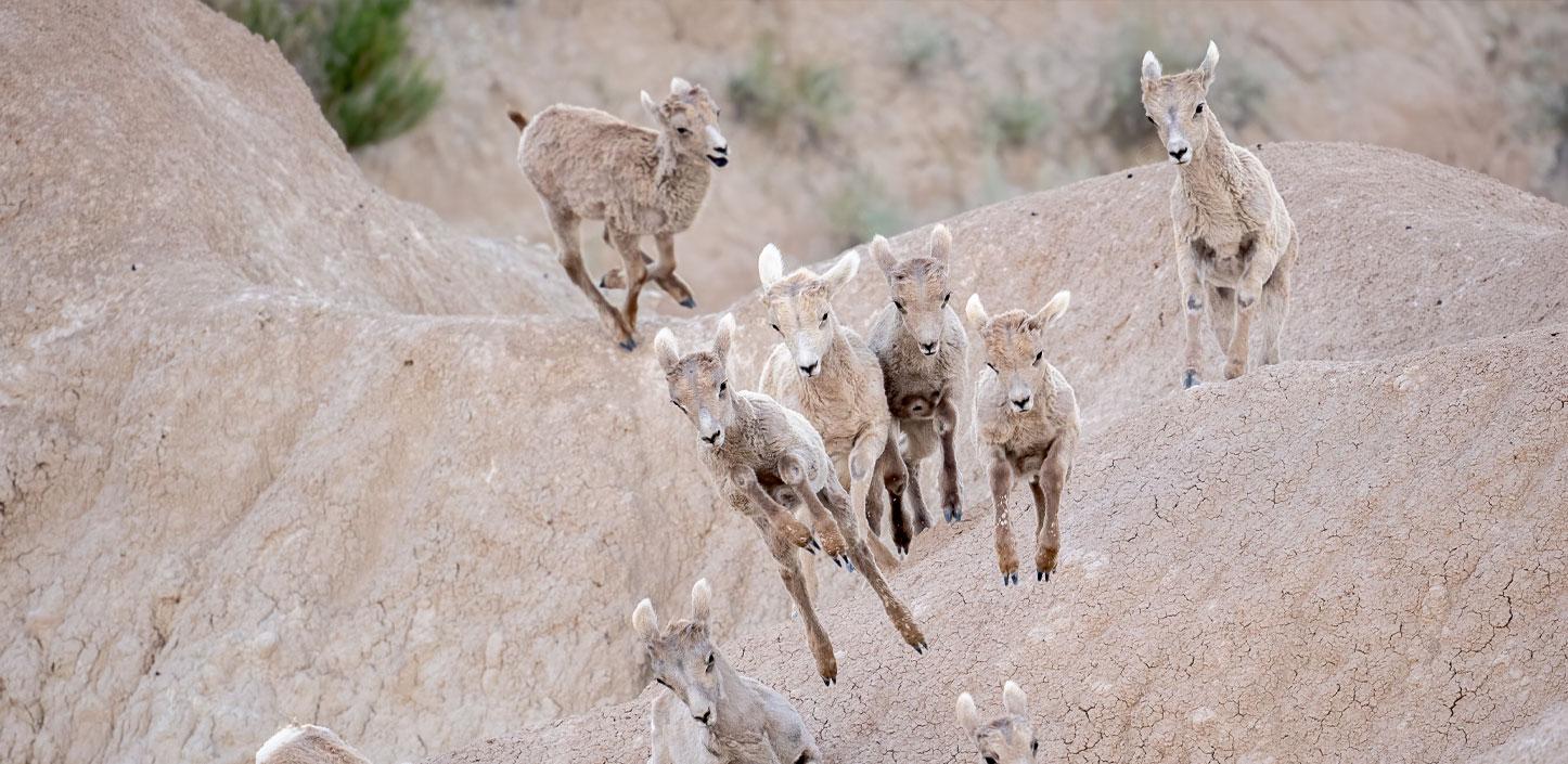 Young bighorn sheep