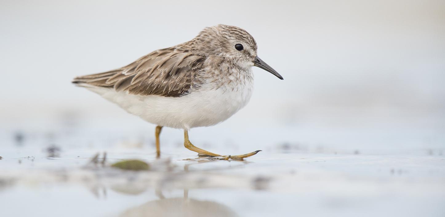 Least sandpiper