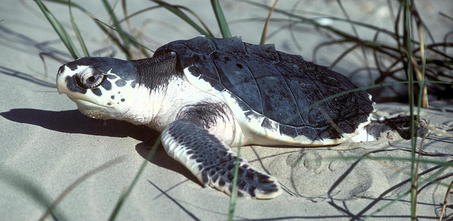 Kemp's ridley sea turtle