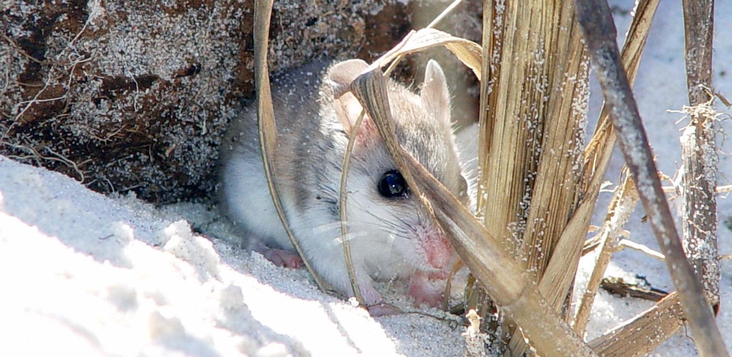 Alabama beach mouse
