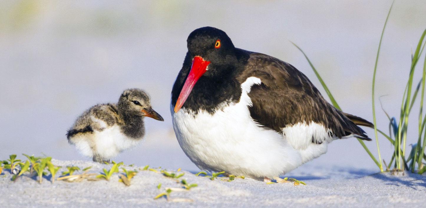 American oystercatcher