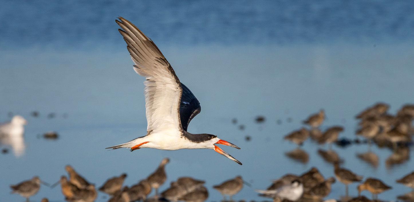 Black skimmer