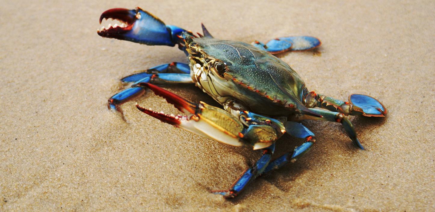 Blue crab