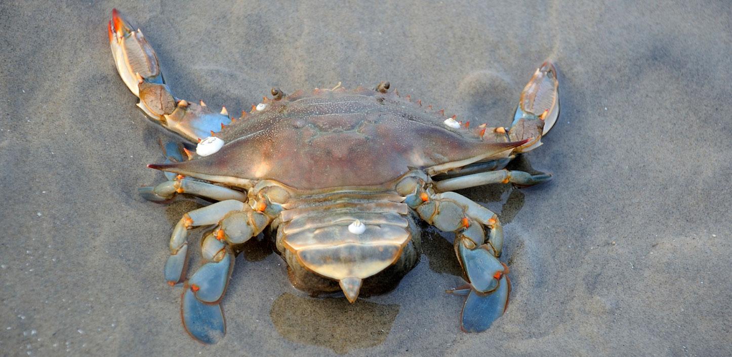 Blue crab