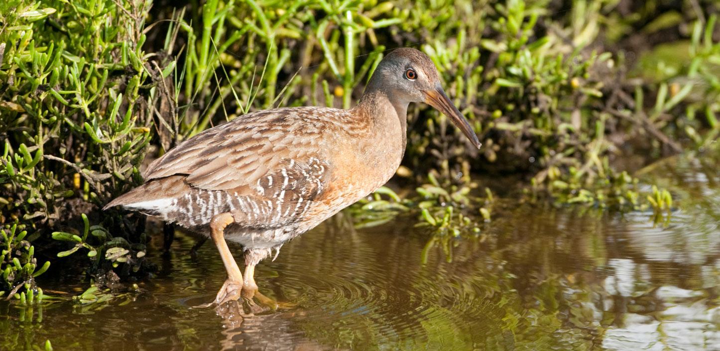 Clapper rail