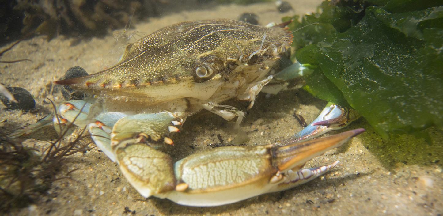 Blue crab