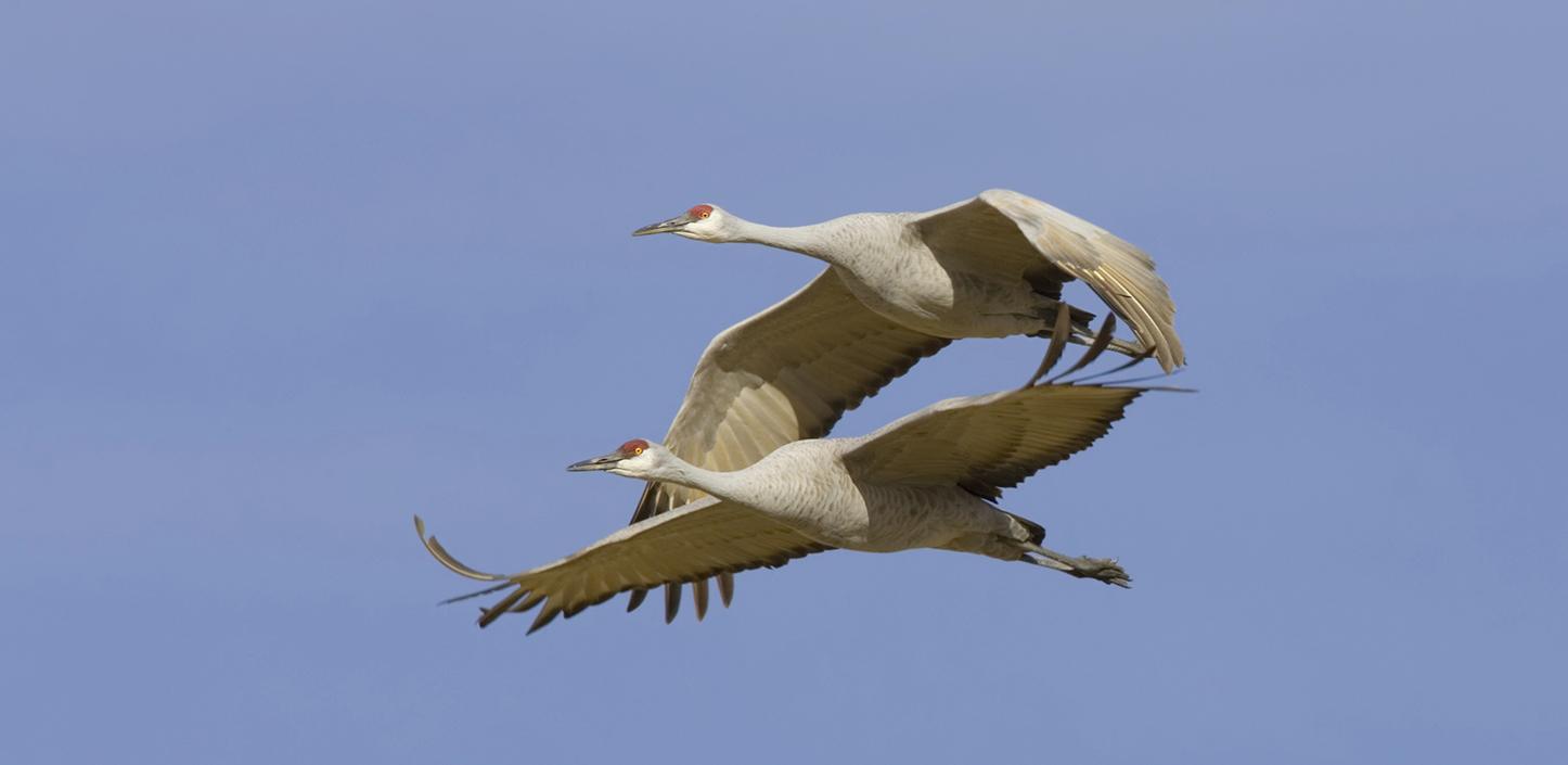 Mississippi sandhill crane