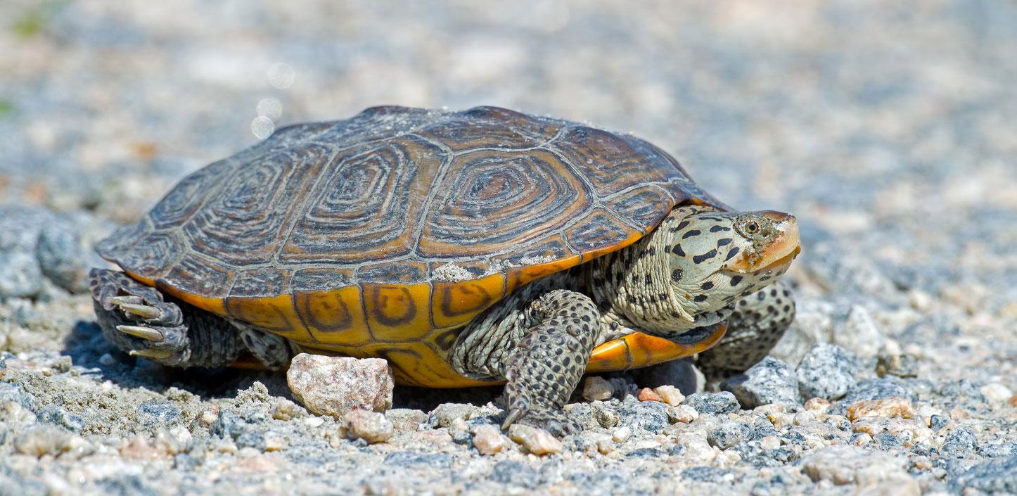 Diamondback terrapin