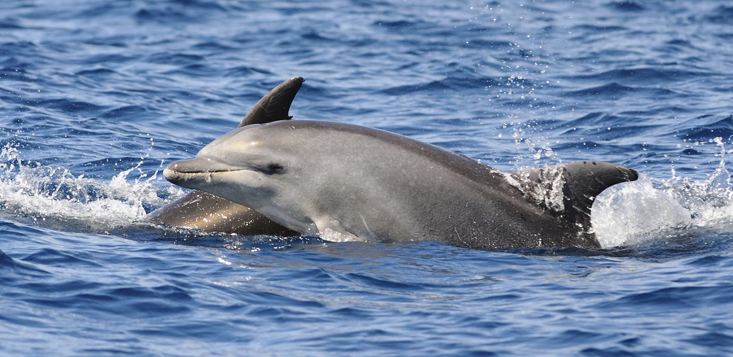 Bottlenose dolphin