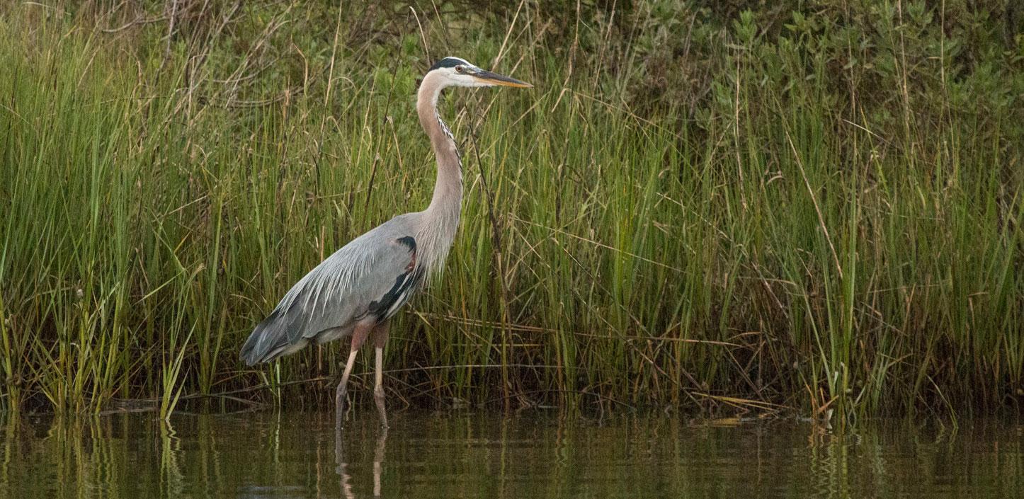 Great blue heron