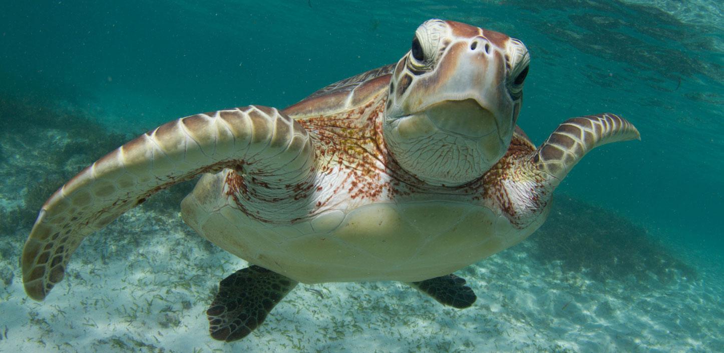 Green sea turtle