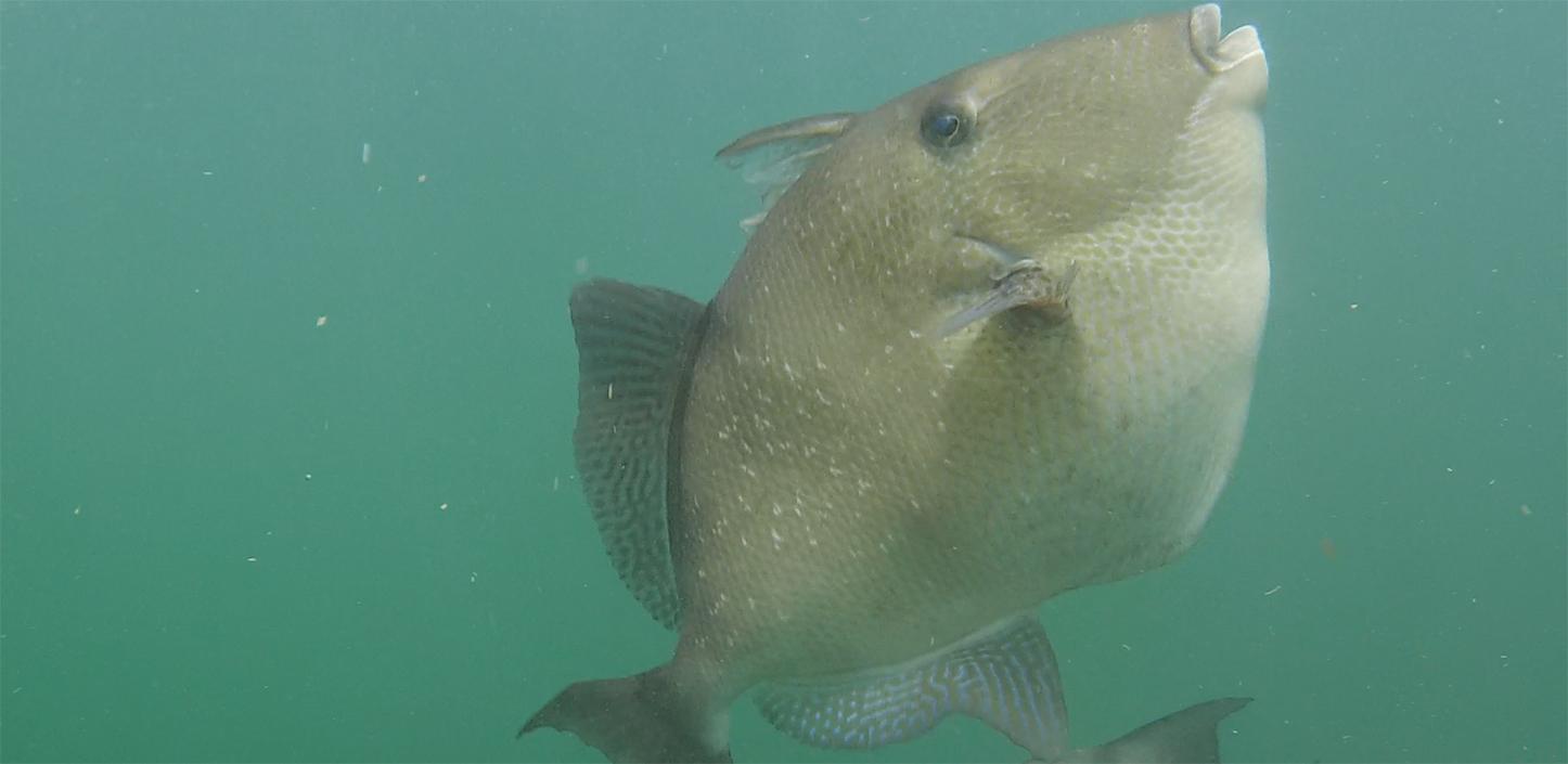 Grey triggerfish