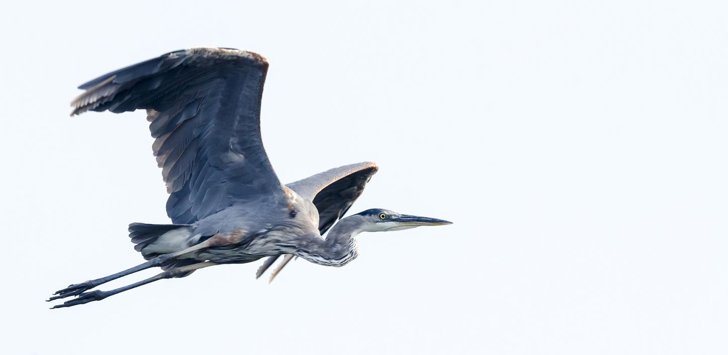 Great blue heron